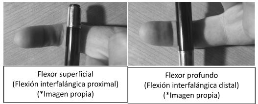 Exploración Flexores