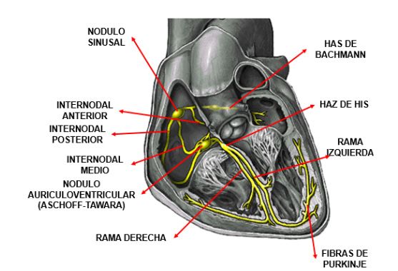 anatomía conducción
